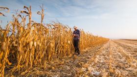Учёные КазГАУ разработали метод выращивания кукурузы в засуху